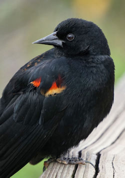 Red Winged Blackbird