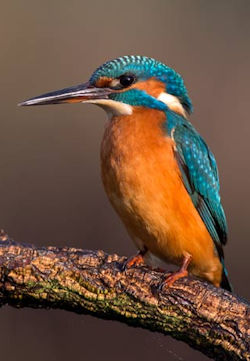 Kingfisher
