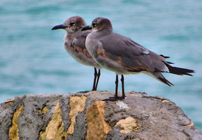 Sea Gulls - Cabrillo National Monument