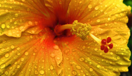 Hibiscus blooming in the rain