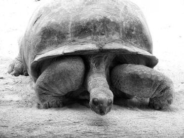Giant Tortise